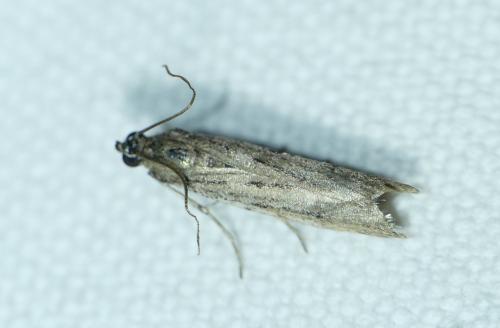 Phycitodes albatella